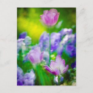 Carte Postale Jardin de tulipes, Giverny, France