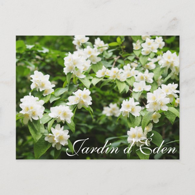 Carte Postale Jardin d'Éden (Devant)