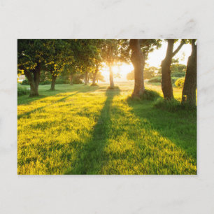 Carte Postale Jardin Des Chênes D'Eden