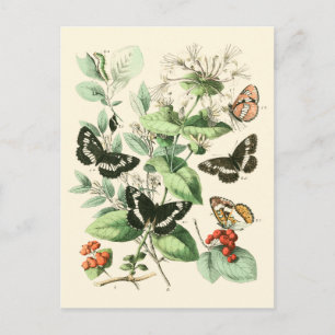 Carte Postale Jardin des papillons et des fleurs