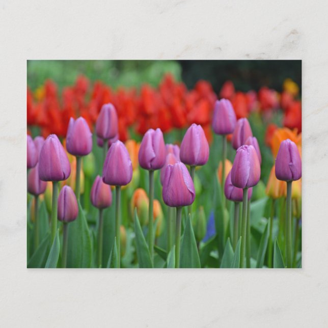 Carte Postale Jardin des tulipes à ressort pourpre (Devant)