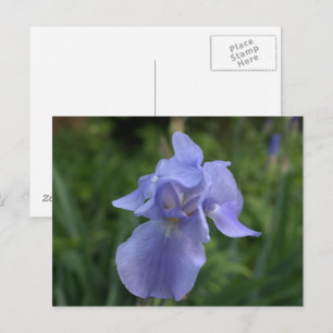 Carte Postale Jardin d'Iris Pervenche Assez Joli