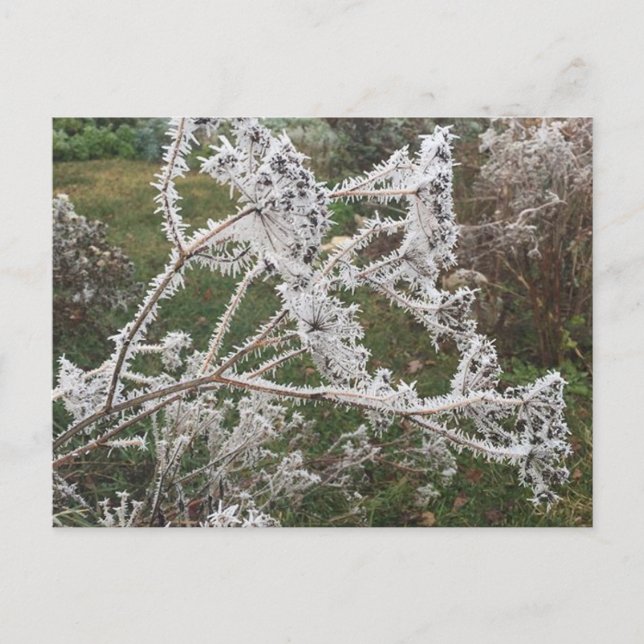 Carte Postale Jardin du matin gelé (Devant)