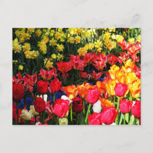 Carte Postale Jardin ensoleillé