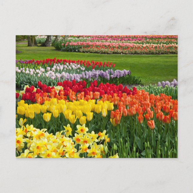 Carte postale Jardin Fleur (Devant)