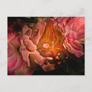 Carte Postale Jardin Fleurs No 40 Version couleur