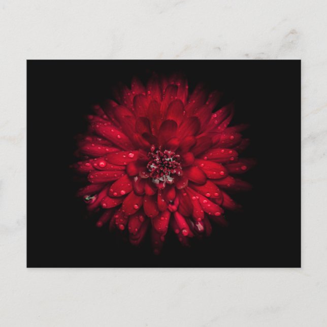 Carte Postale Jardin Fleurs No 45 Version couleur (Devant)