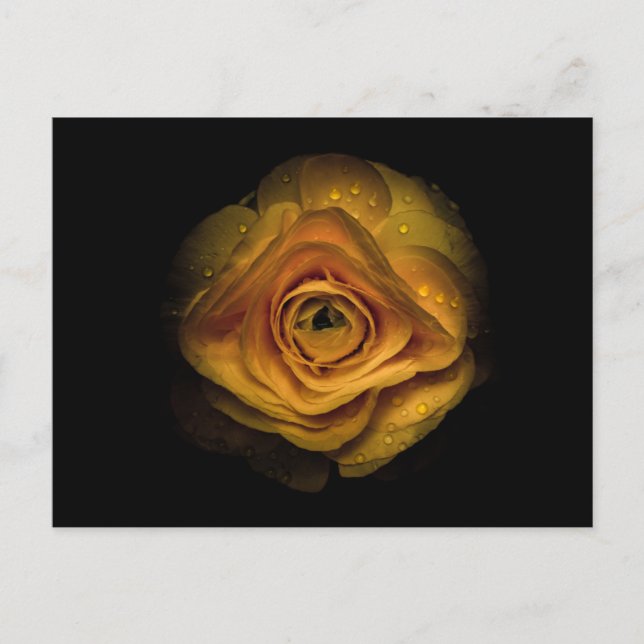 Carte Postale Jardin Fleurs No 74 Version couleur (Devant)