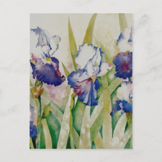 Carte Postale jardin iris 2