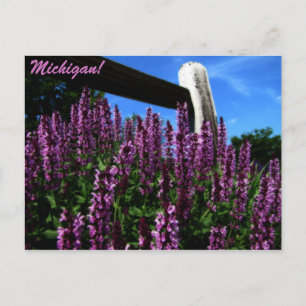 Carte Postale Jardin Lupine