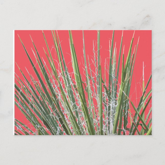 Carte postale Jardin Plante du désert (Devant)