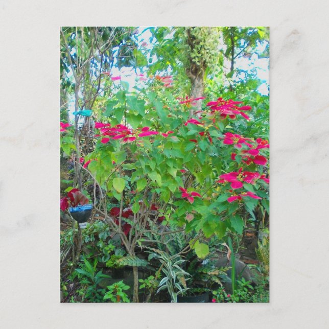 Carte postale Jardin Poinsettia (Devant)