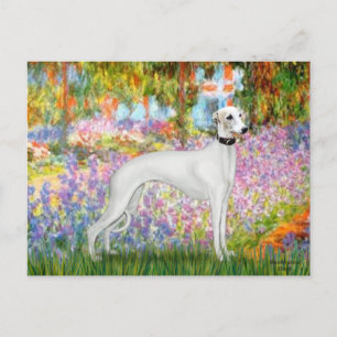 Carte Postale Jardin - Whippet 11b