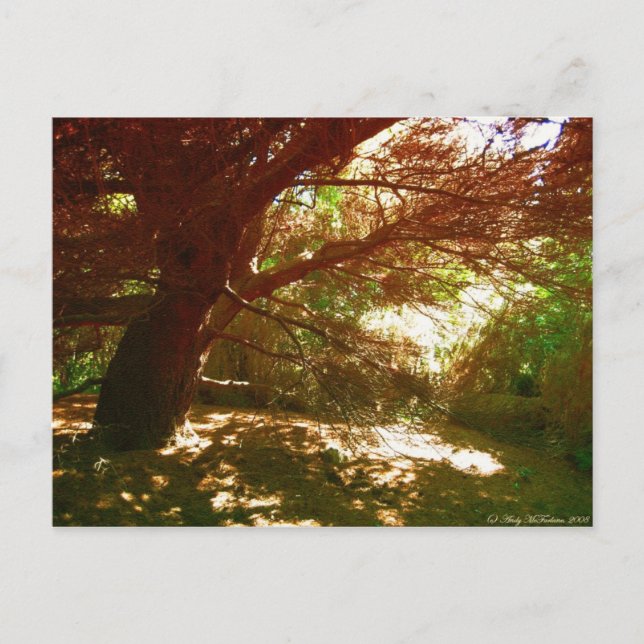 Carte Postale Jardins botaniques (Devant)