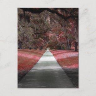 Carte Postale Jardins de Brookgreen