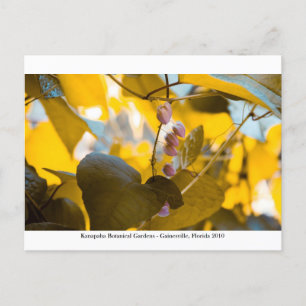 Carte Postale Jardins de Kanapaha - Gainesville 015