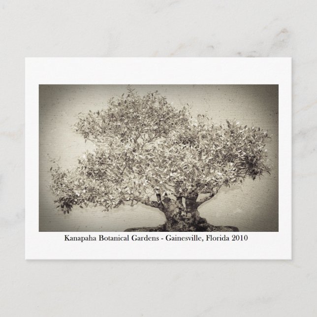 Carte Postale Jardins de Kanapaha - Gainesville 017 (Devant)