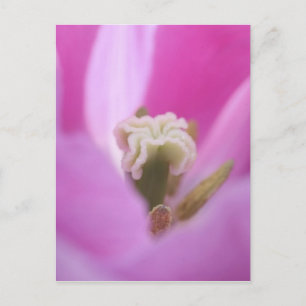 Carte Postale Jardins de Keukenhof, Hollande, spécialisé en 3