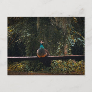 Carte Postale jardins de la vieille Floride
