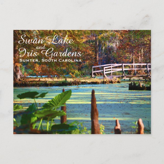 Carte Postale Jardins de Swan Lake Iris, Sumter, Caroline du Sud (Devant)
