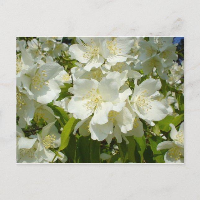 Carte postale : Jasmine (Devant)