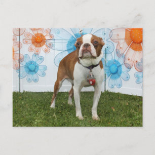 Carte Postale Jasmine - Boston Terrier