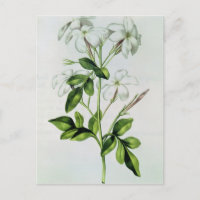 Jasmine, de 'La Guirlande de Julie'