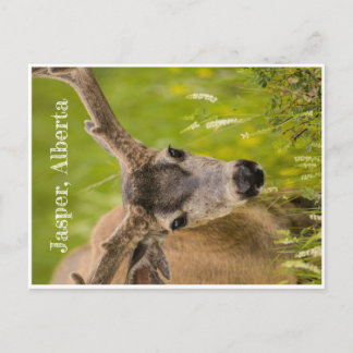 Carte postale Jasper