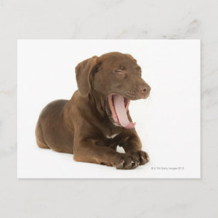 Carte Postale Jauge De Chiot De Laboratoire De Chocolat Vieux De
