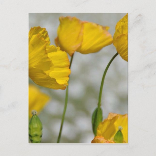 Carte Postale Jaune (Devant)