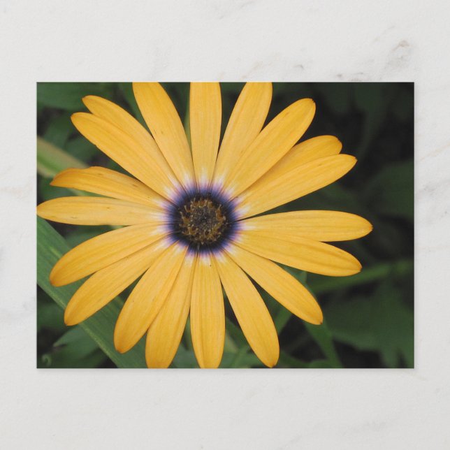 Carte postale Jaune (Devant)