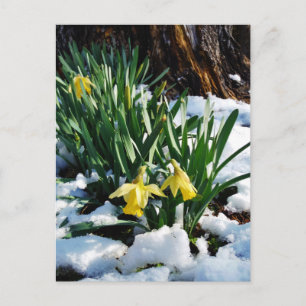 Carte Postale Jaune Daffodils fleurs dans la neige