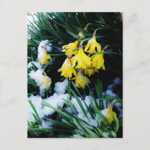Carte Postale Jaune Daffodils fleurs dans la neige
