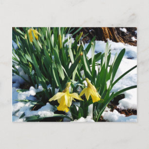 Carte Postale Jaune Daffodils fleurs dans la neige
