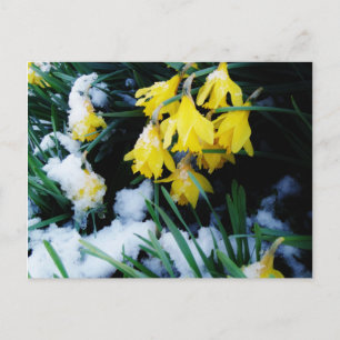 Carte Postale Jaune Daffodils fleurs dans la neige