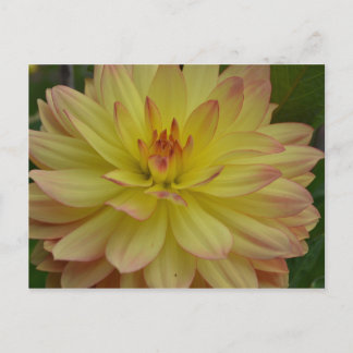 Carte postale Jaune Dahlia