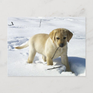 Carte Postale Jaune de laboratoire LR dans la neige
