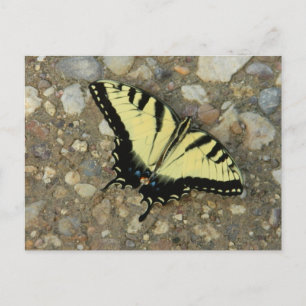 Carte postale Jaune et Noir Swalloway