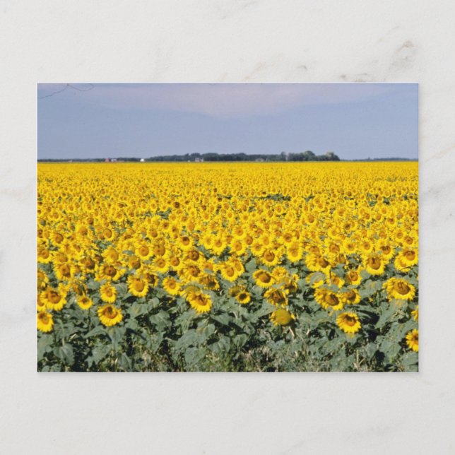 Carte Postale Jaune Golden field, fleur du Manitoba (Devant)