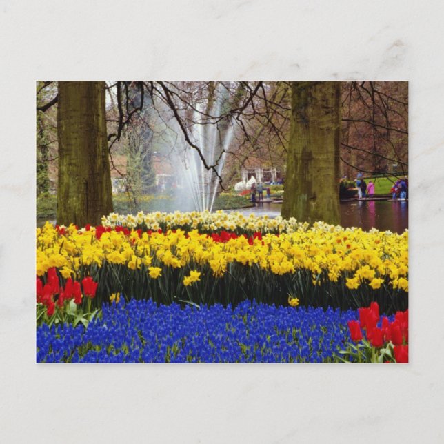 Carte Postale Jaune Keukenhof jardins, Amsterdam, Pays-Bas f (Devant)