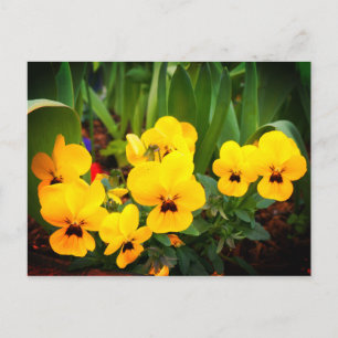 Carte postale Jaune Pansy #1