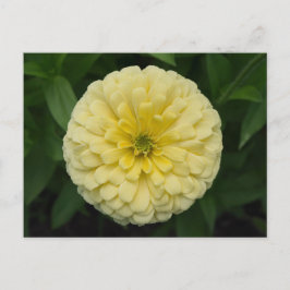 Carte postale Jaune Zinnia