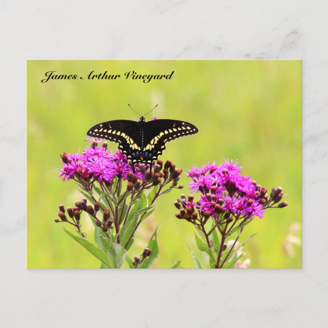 Carte Postale JAV Blackswallow Tail Butterfly 2013 PC 1 (Devant)
