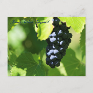 Carte Postale JAV Sainte-Croix purple grapes 2014