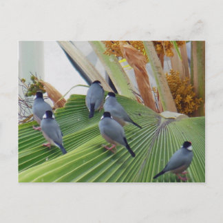 Carte postale Java Sparrows Hawaii