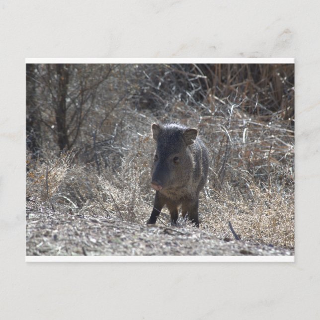 Carte Postale Javalina (Devant)