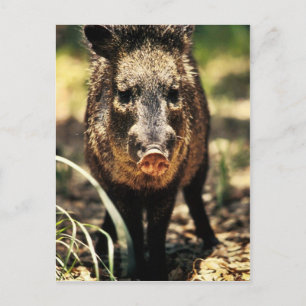 Carte Postale Javelina