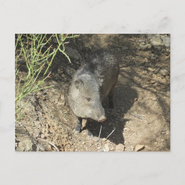 Carte Postale Javelina (Devant)