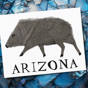 Carte Postale Javelina ARIZONA Désert Peccaire Animaux Sauvages