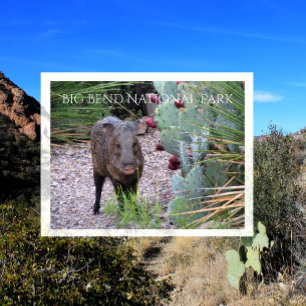 Carte Postale Javelina, Peccaire, Poire de criquet, Gros pli